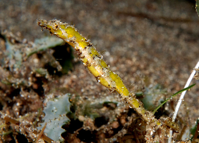 Acentronura breviperula (Pseudo ippocampo nano)